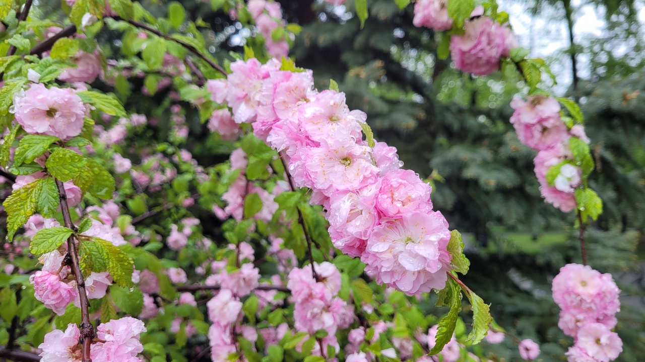 Снег, пыльные бури и самое раннее лето – синоптики о погоде в Челябинске в мае