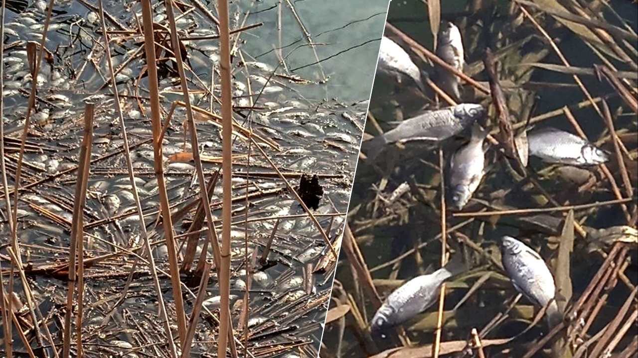 Массовый мор рыбы заметили в пруду у Первого озера жители Челябинска