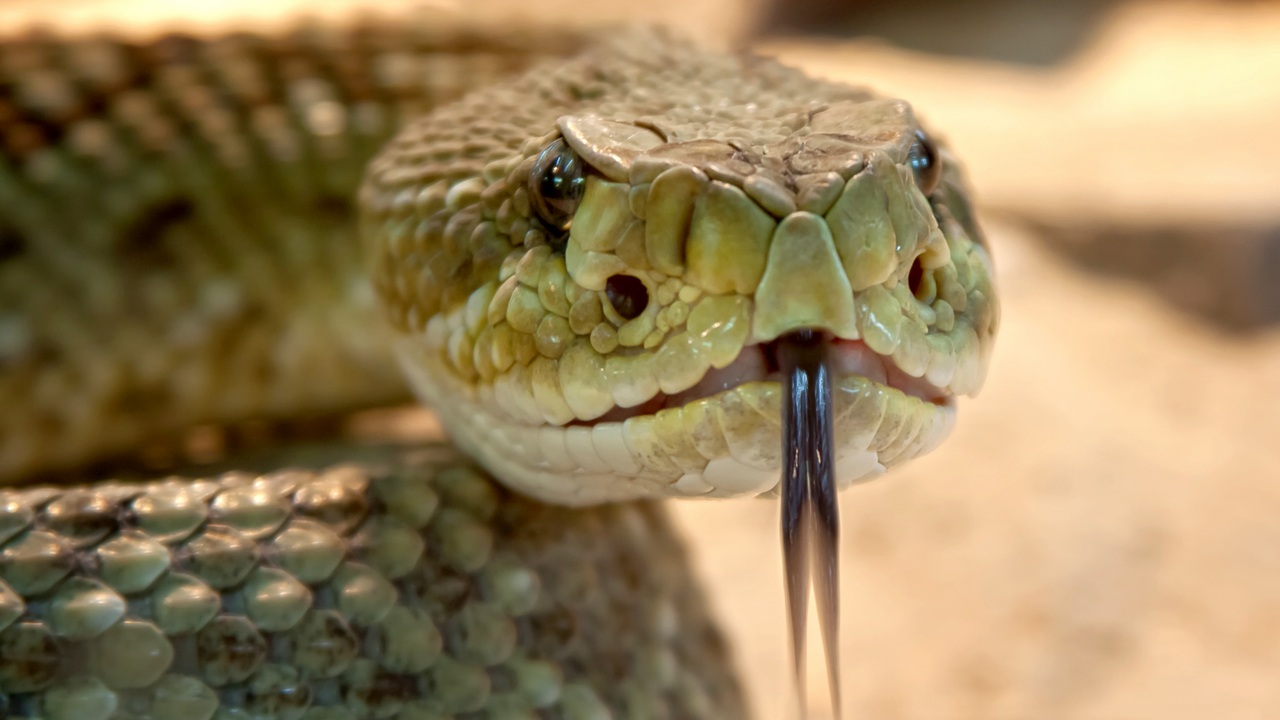 Страшная красота: в Челябинской области проснулись змеи 