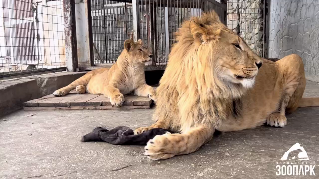 Валяшки-обнимашки: львы в зоопарке Челябинска наконец-то подружились