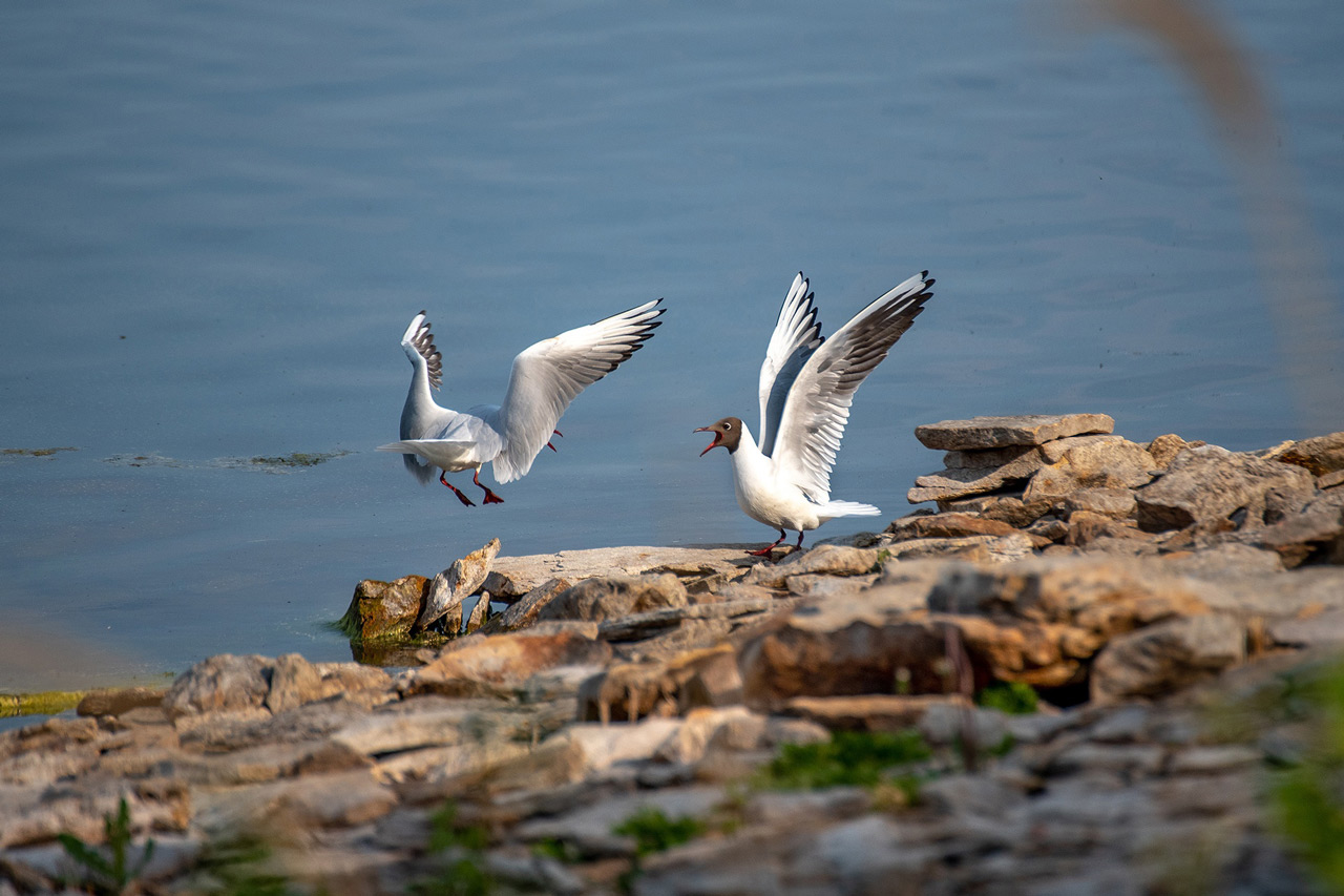 Чайки устроили потасовку на озере в Челябинской области