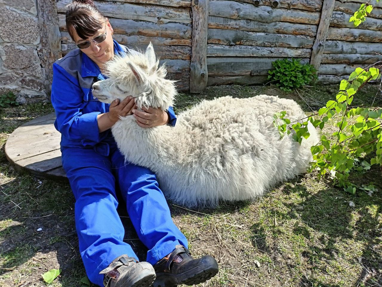 Рыжая красотка с характером: чем отличилась новая альпака из зоопарка Челябинска