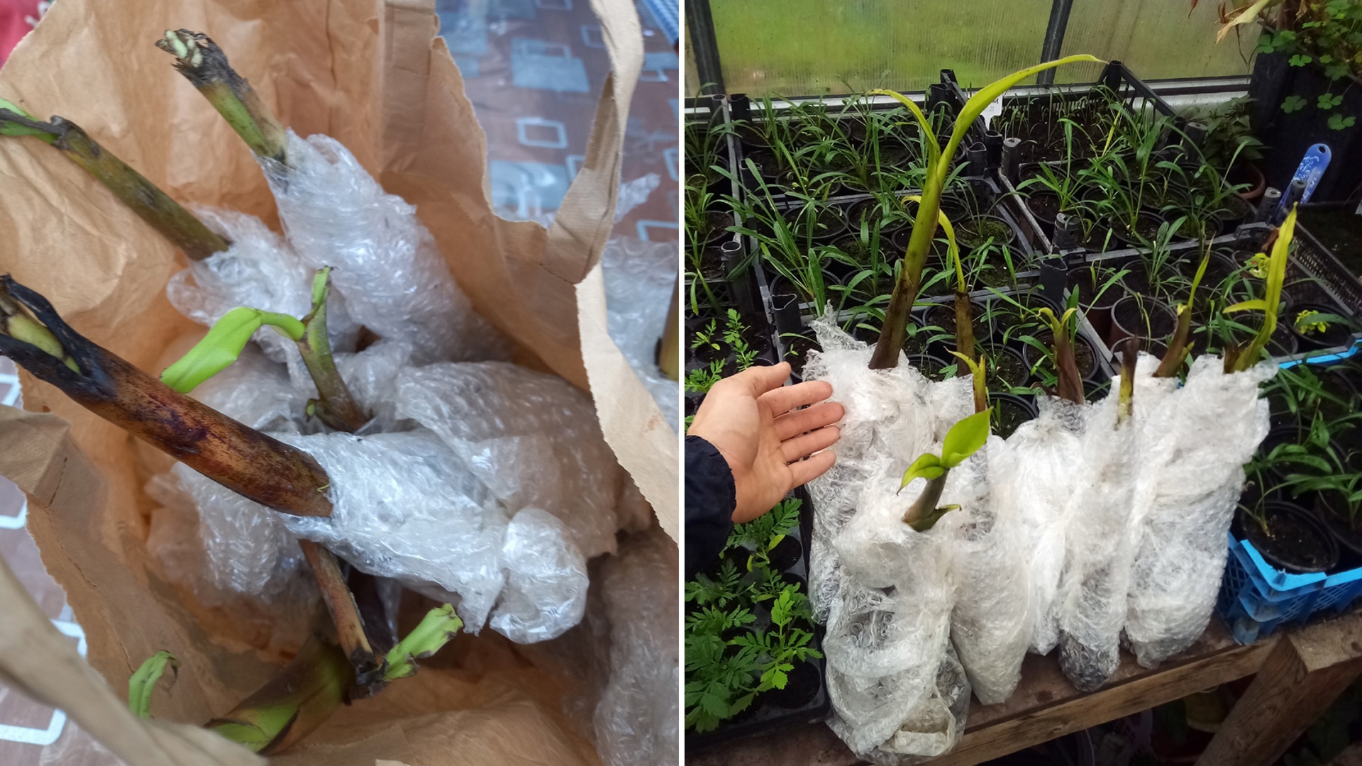 Тропическая экзотика: в Челябинской области собираются выращивать бананы 