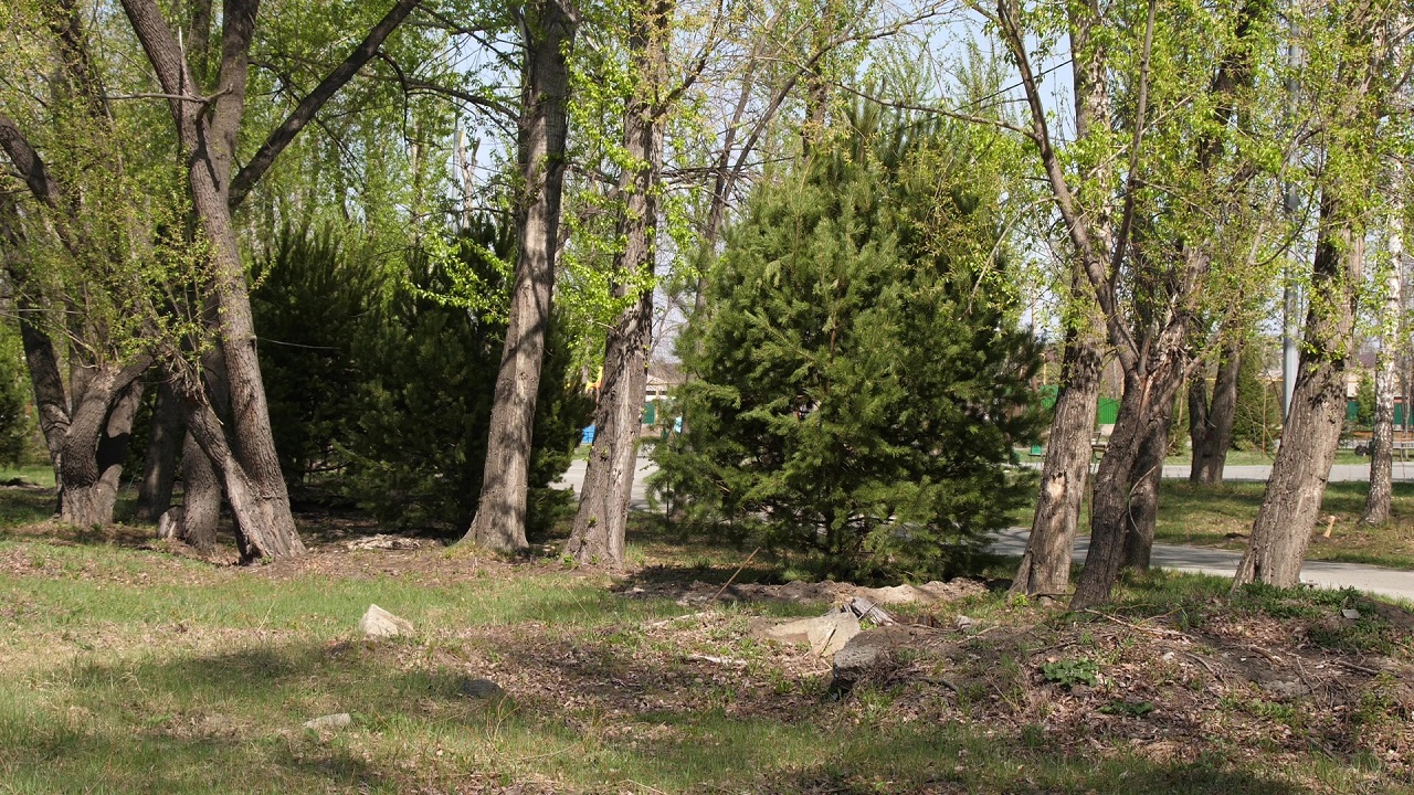 Деревья из лучших питомников: в Челябинске появится дендропарк