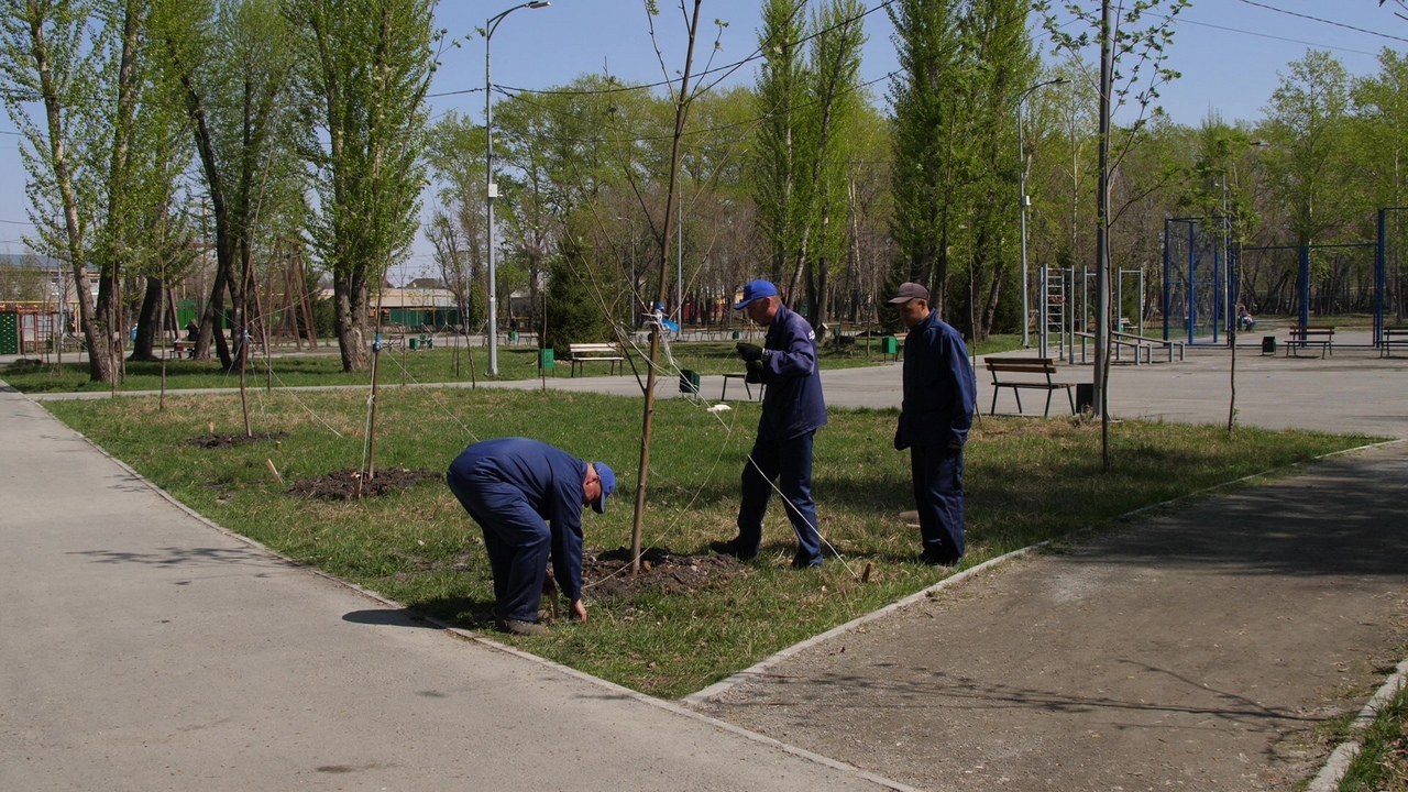 В Челябинске засохшие деревья заменят на новые 