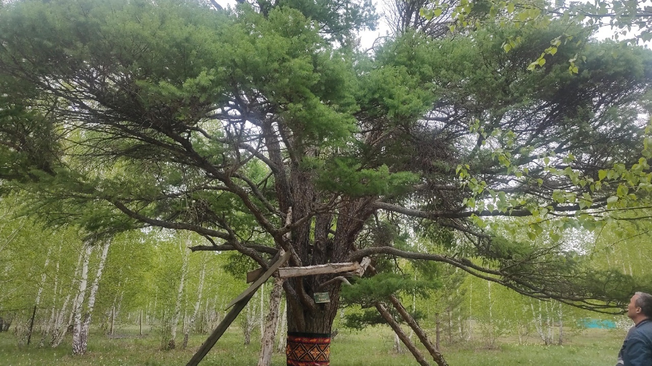 Дерево верности: необычная береза растет в Челябинской области  