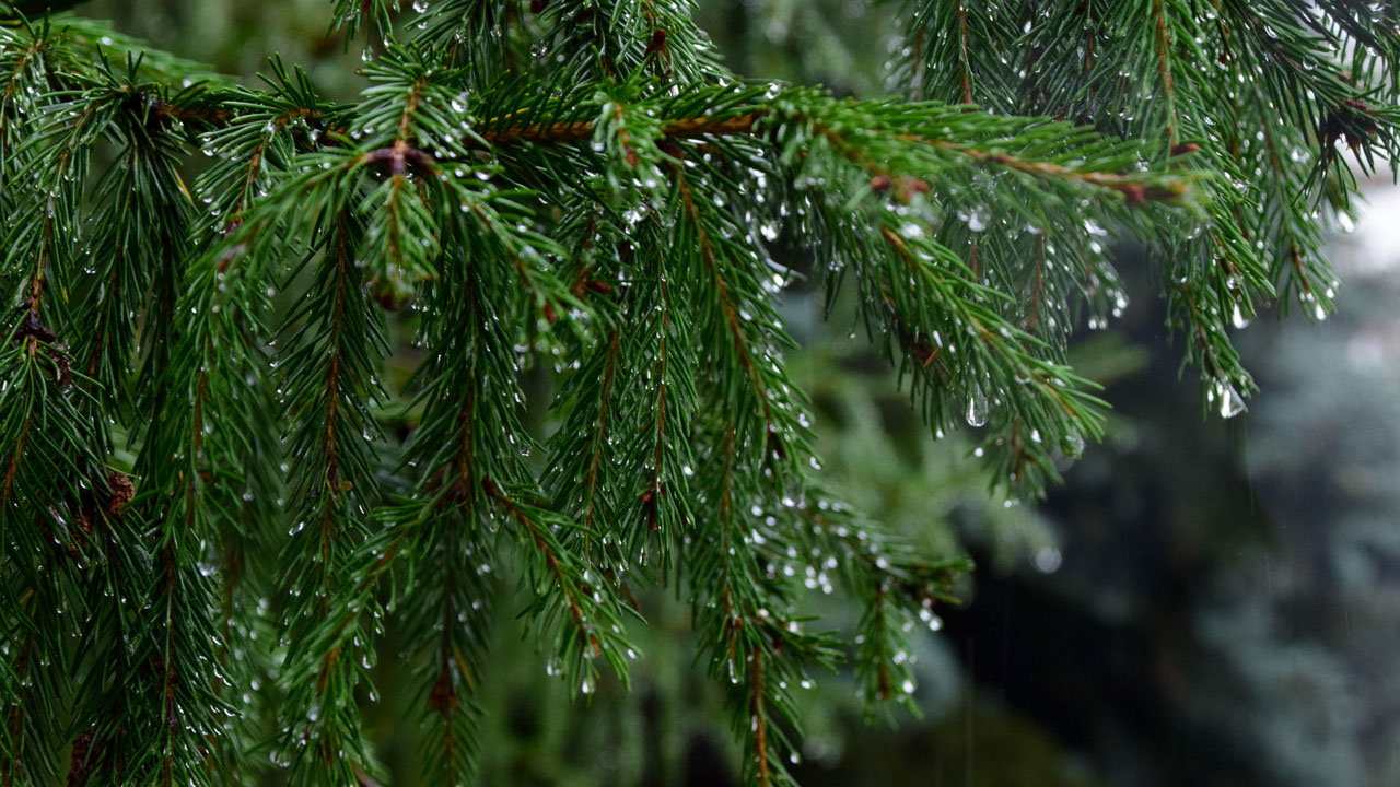 Дожди обрушатся на Челябинскую область: прогноз до конца недели