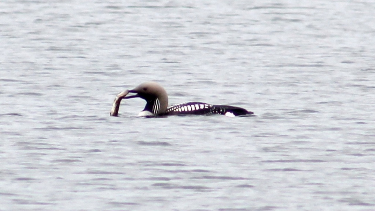 Пару редких краснокнижных птиц сфотографировали в Челябинской области Пару редких краснокнижных птиц сфотографировали в Челябинской области