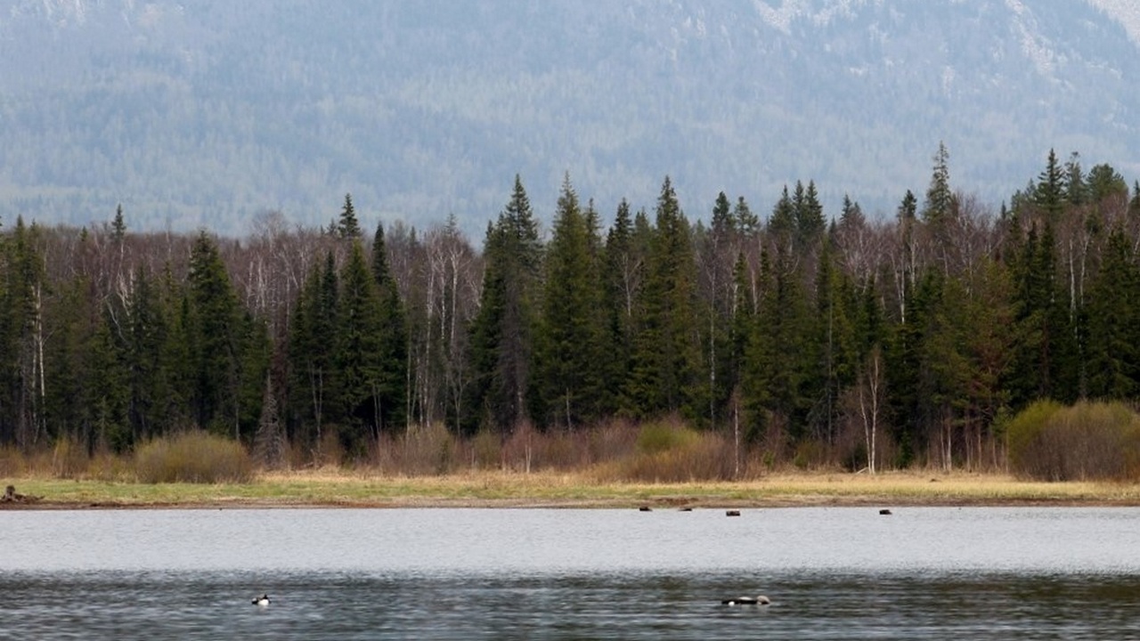 Пару редких краснокнижных птиц сфотографировали в Челябинской области Пару редких краснокнижных птиц сфотографировали в Челябинской области