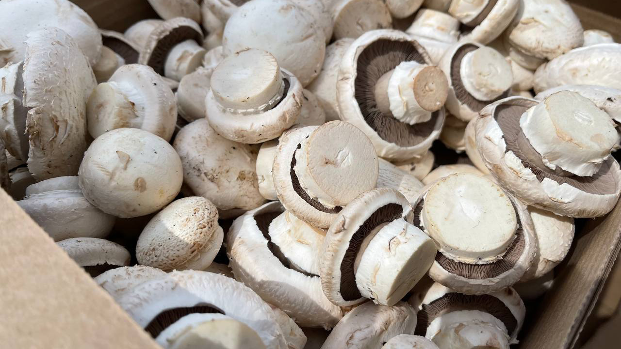 Бизнес на грибах: как выращивают шампиньоны в Челябинской области