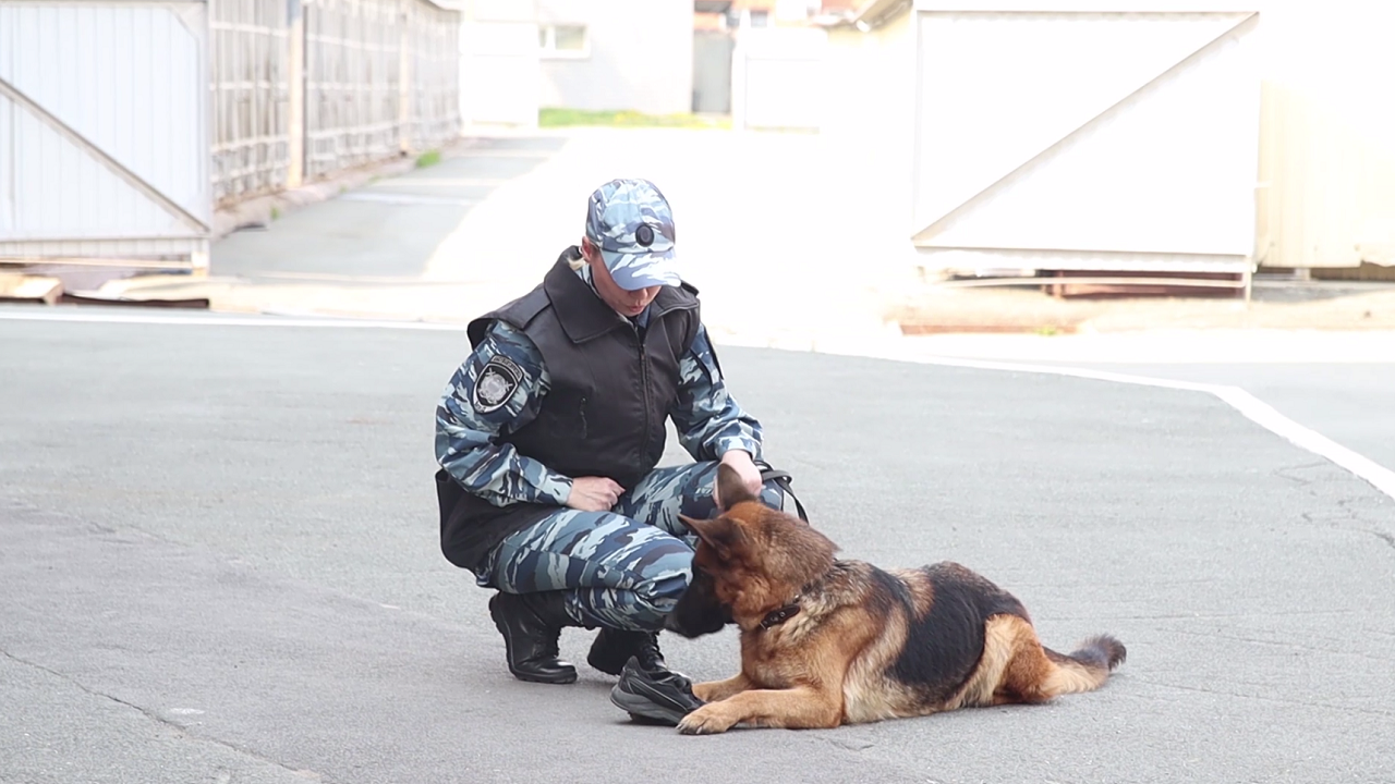 В Челябинске кинологи показали школьникам работу служебных собак