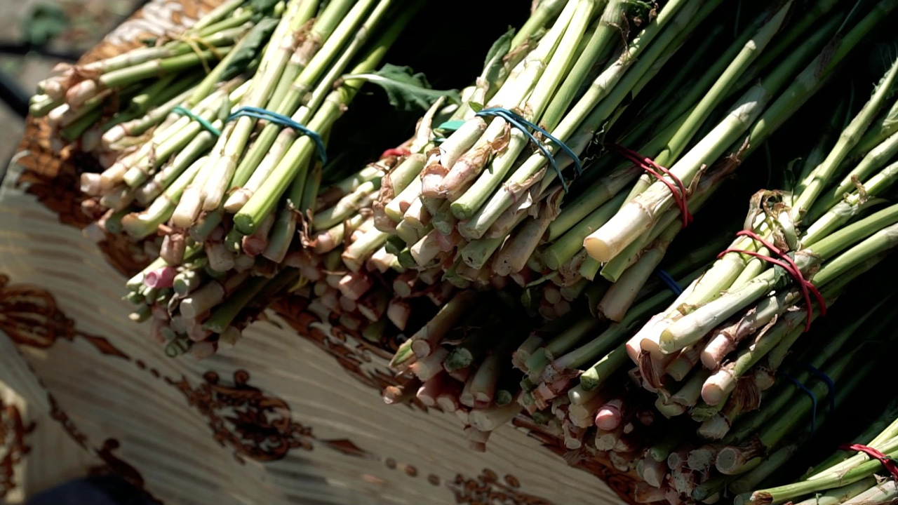 В погоне за кислицей: как собирают витаминное растение в Челябинской области 