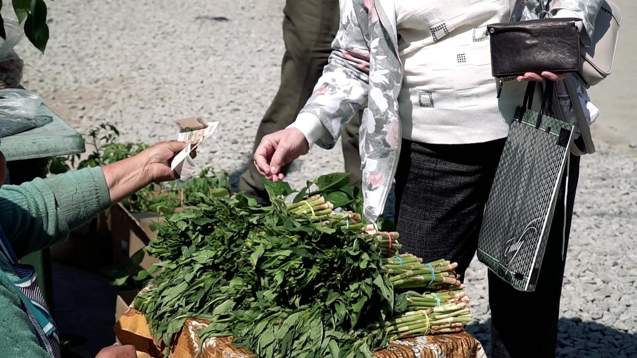 В погоне за кислицей: как собирают витаминное растение в Челябинской области 