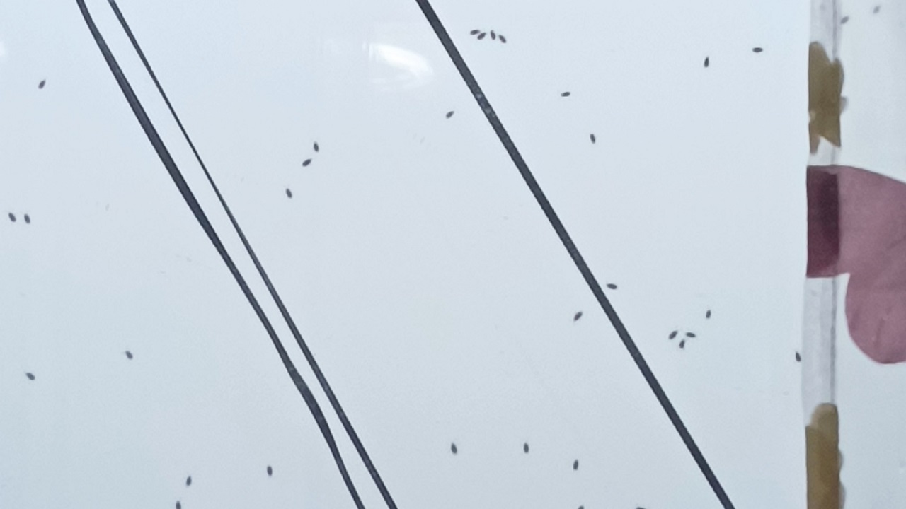 Летают тысячами: жителей Челябинска напугали полчища мух и комаров
