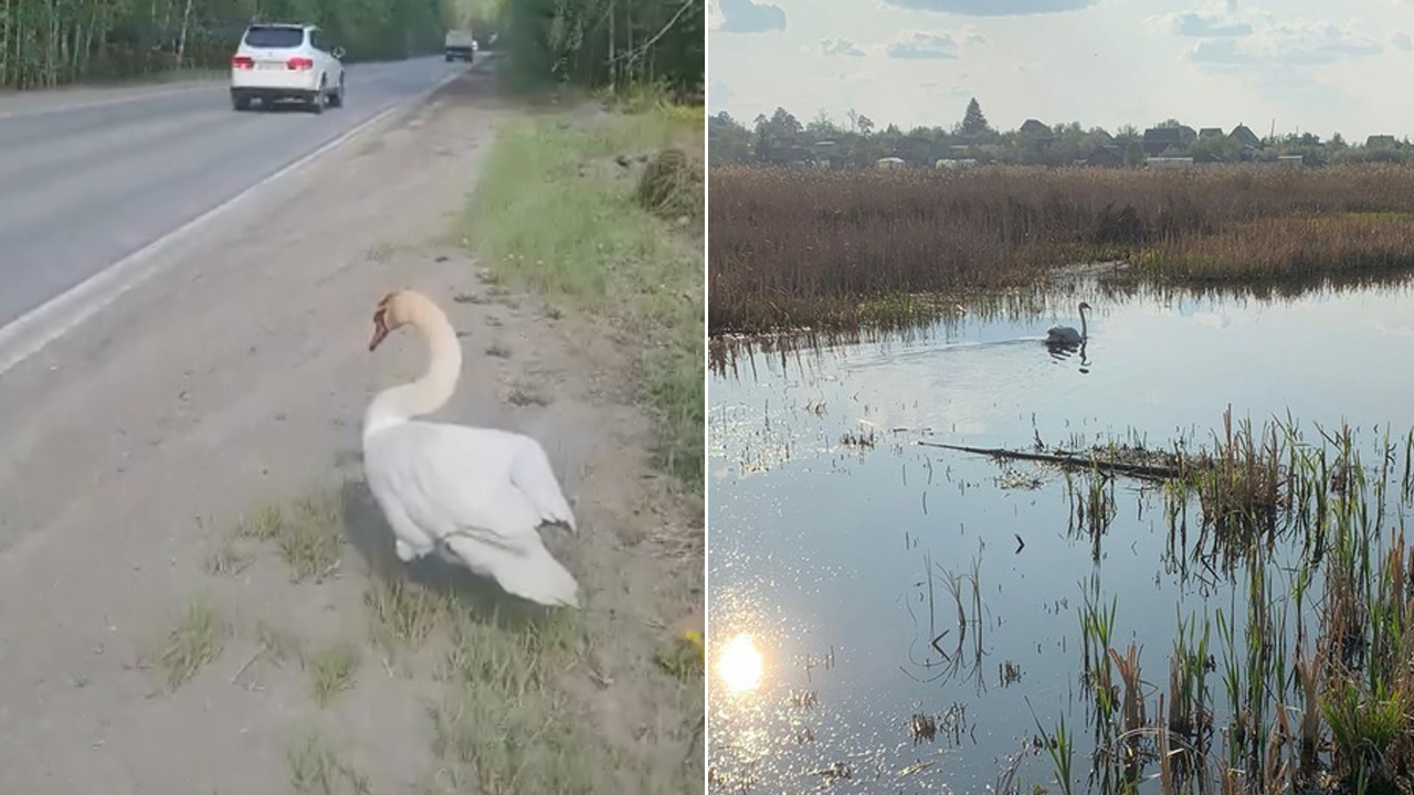 В Челябинской области заметили краснокнижного лебедя возле оживленной дороги