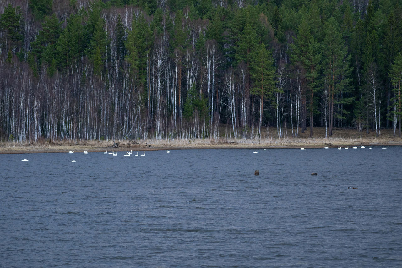 Царство лебедей: большую стаю краснокнижных птиц заметили на Южном Урале
