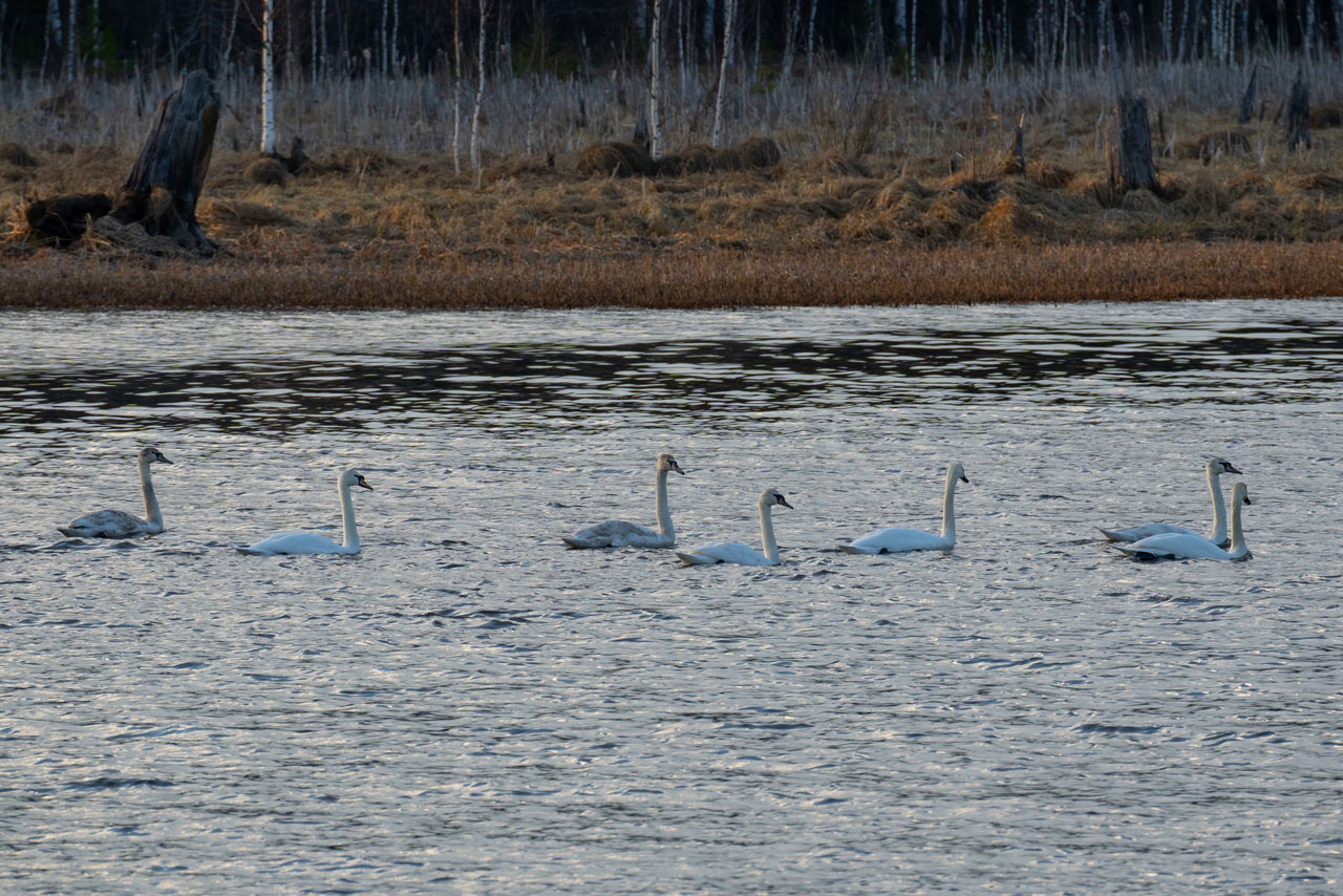 Царство лебедей: большую стаю краснокнижных птиц заметили на Южном Урале