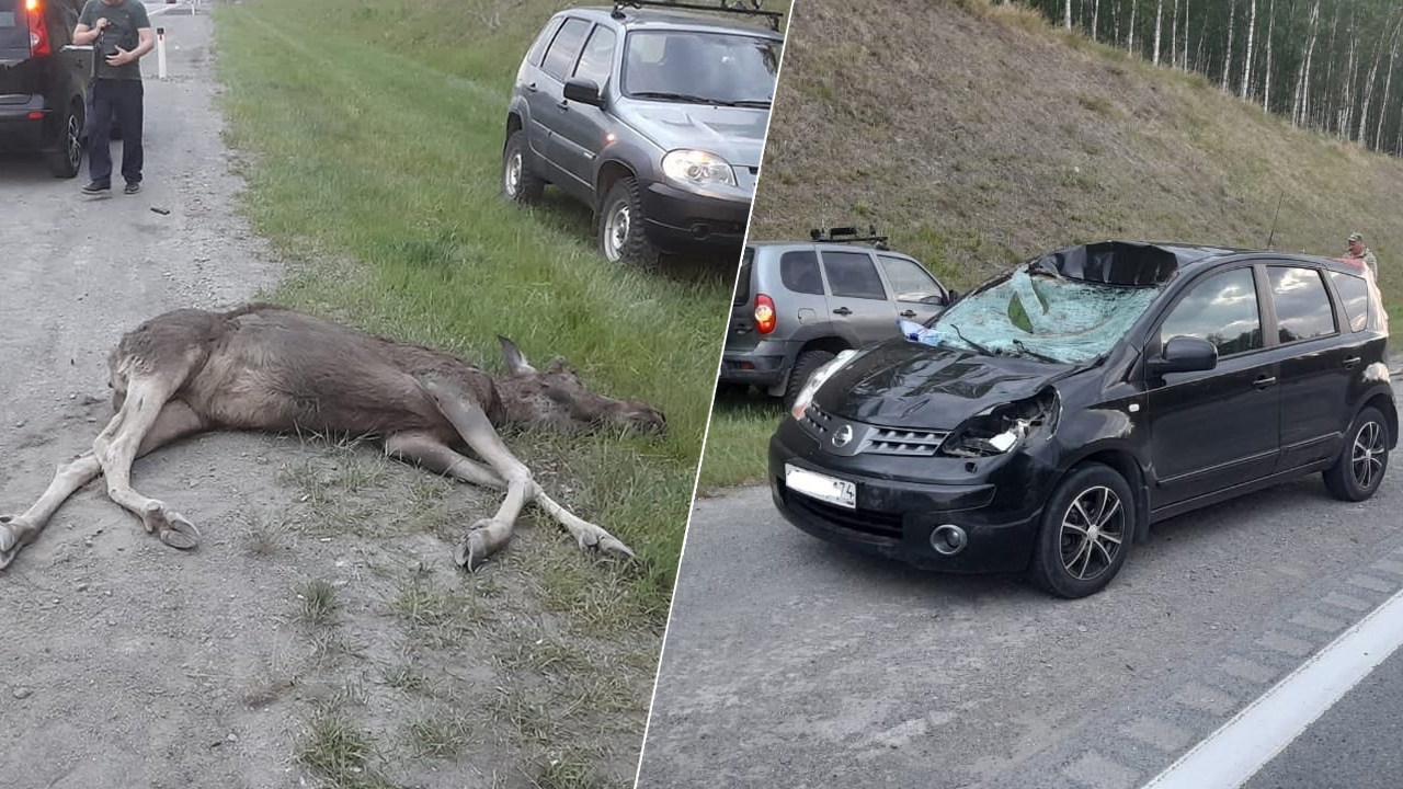 В Челябинской области иномарка насмерть сбила лося
