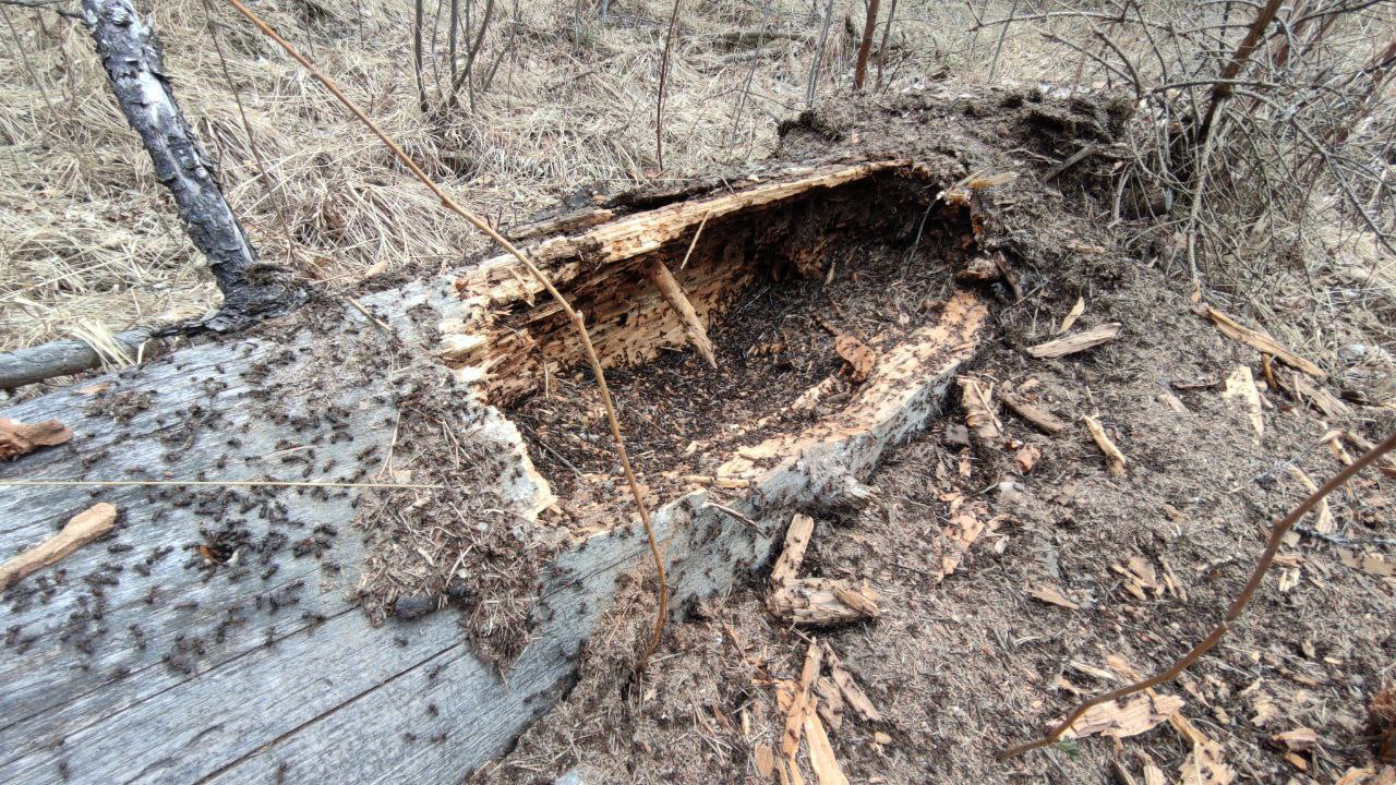 Следы медведя заметили во время похода по туристической тропе на Южном Урале