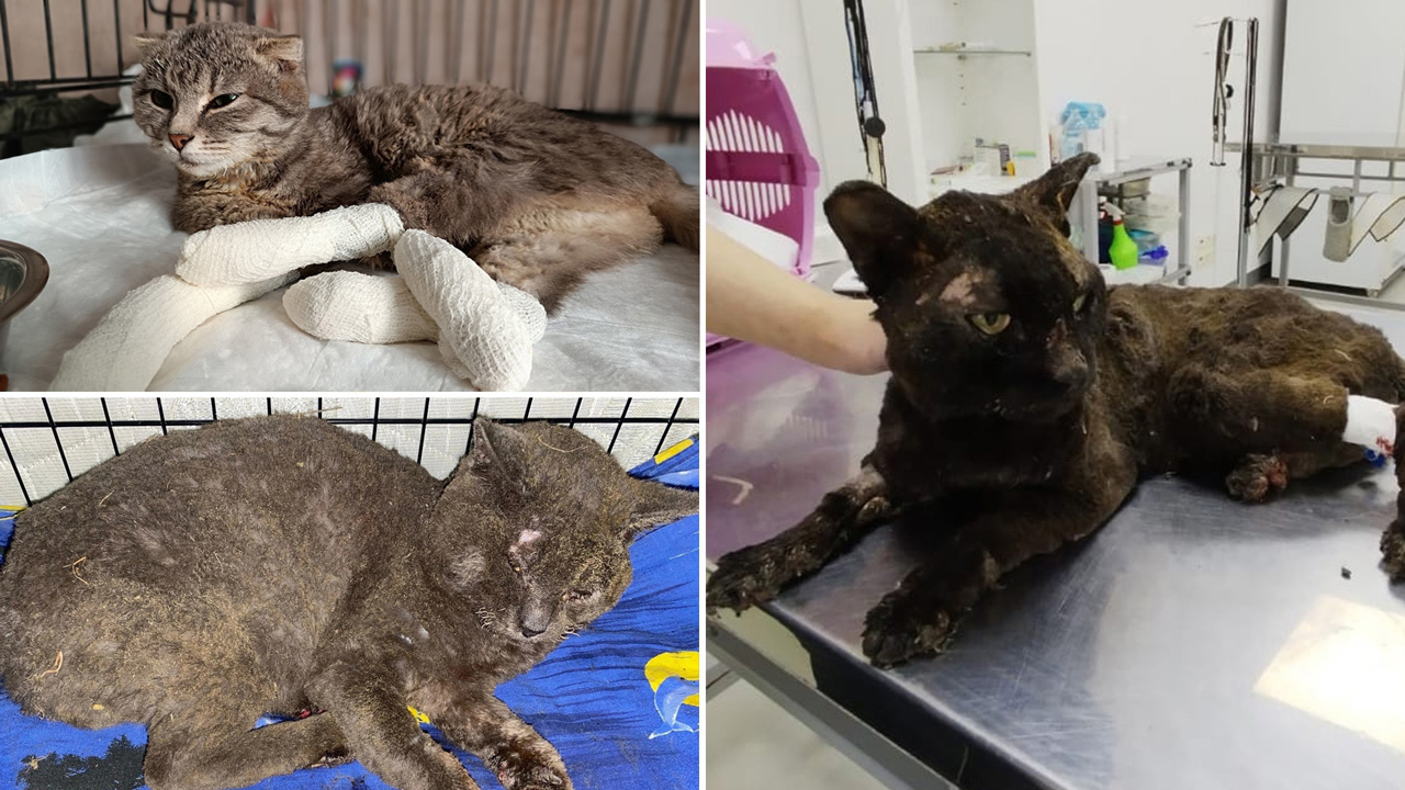 В Челябинске спасают кошек, обгоревших во время страшных пожаров под Курганом В Челябинске спасают кошек, обгоревших во время страшных пожаров под Курганом