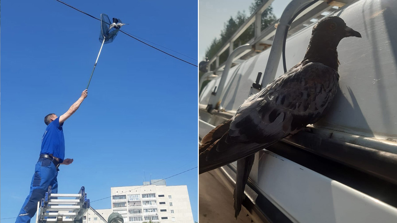 В Челябинской области заметили краснокнижного лебедя возле оживленной дороги