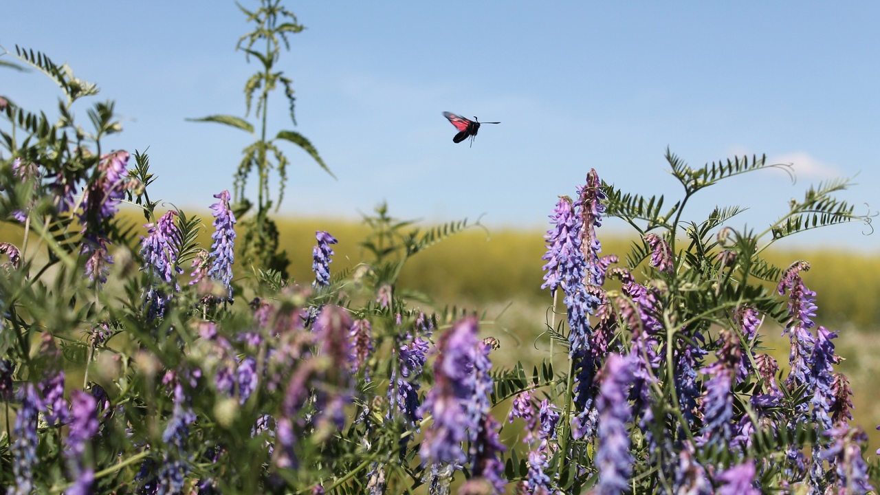 Гидрометцентр назвал дату возвращения тепла в Челябинск 