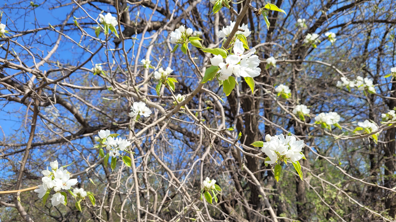 Потепление до 26°C прогнозируют в Челябинской области
