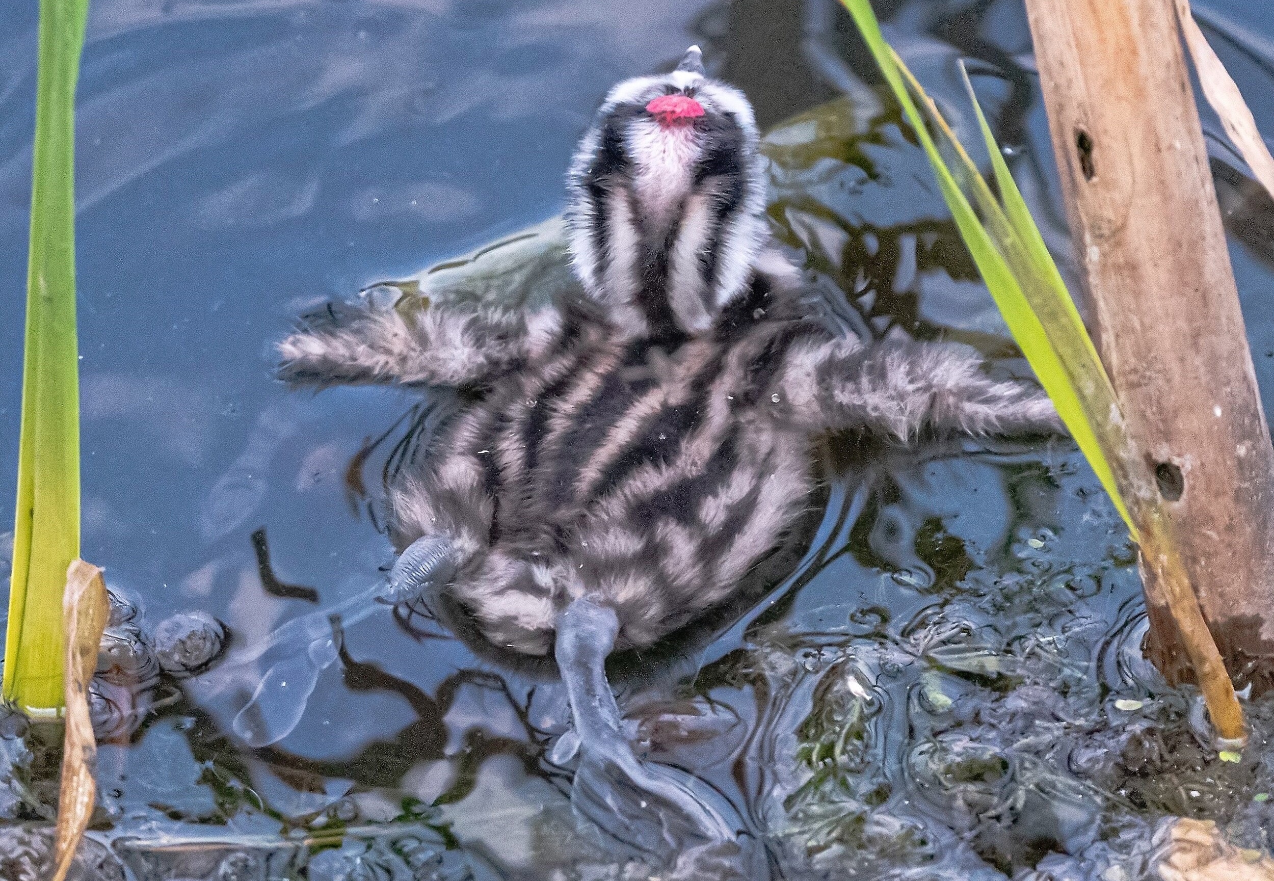 Зря назвали большой поганкой: самого милого птенца нашли в Челябинской области 