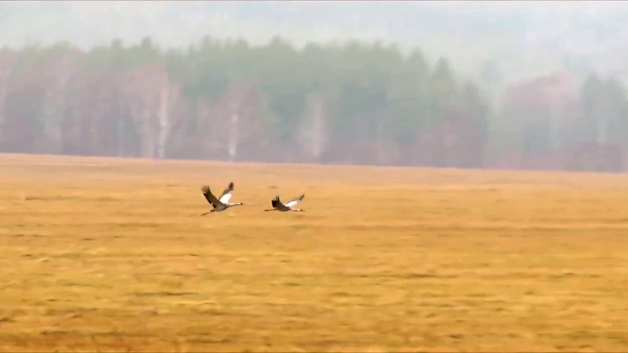 В Челябинской области заметили священных птиц: журавли устроили брачные танцы  