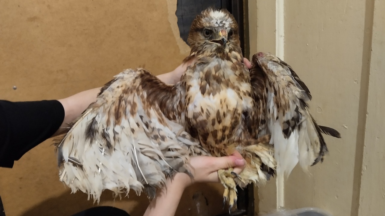 Поставить на крыло: волонтеры из Челябинска рассказали, как спасают диких птиц Поставить на крыло: волонтеры из Челябинска рассказали, как спасают диких птиц