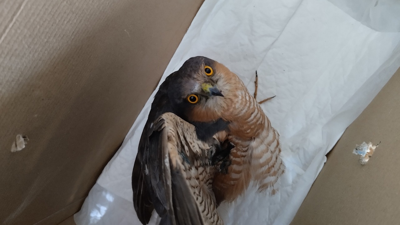 Поставить на крыло: волонтеры из Челябинска рассказали, как спасают диких птиц Поставить на крыло: волонтеры из Челябинска рассказали, как спасают диких птиц