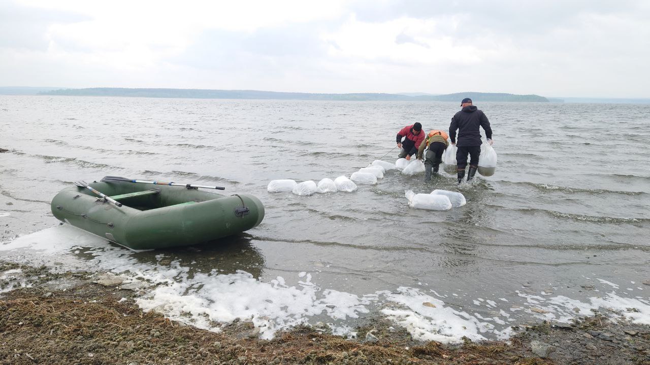 В водоемы Челябинской области выпустят 150 миллионов личинок и мальков рыбы 