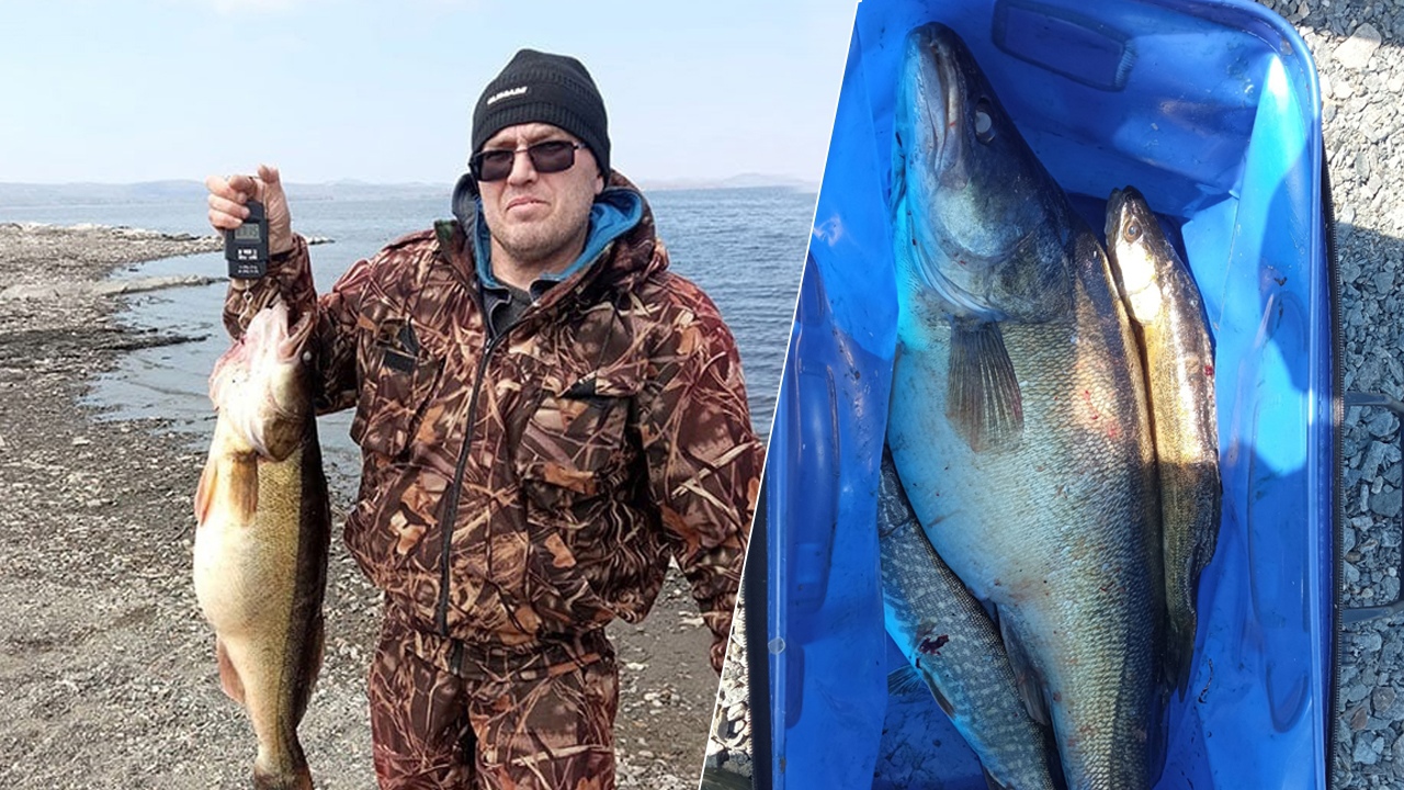 Гигантского судака выловили на водохранилище в Челябинской области Гигантского судака выловили на водохранилище в Челябинской области