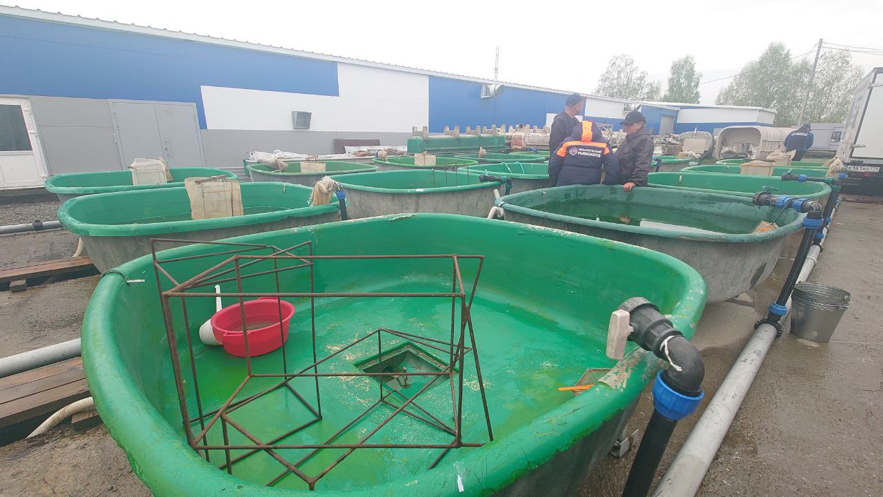 В водоемы Челябинской области выпустят 150 миллионов личинок и мальков рыбы