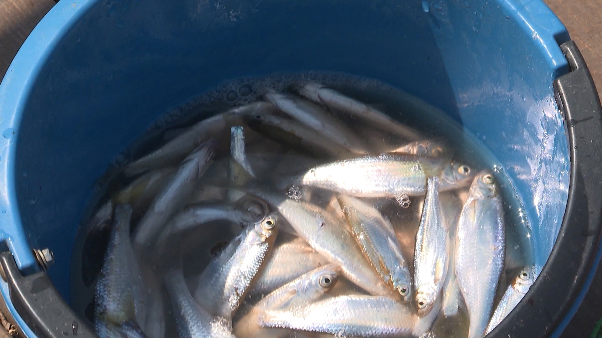 Охоту на браконьеров открыли в Челябинской области