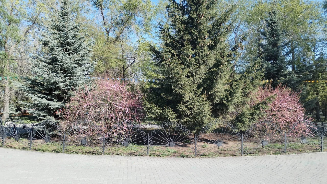 Цветет всего несколько дней: сакура распустилась в Челябинске Цветет всего несколько дней: сакура распустилась в Челябинске