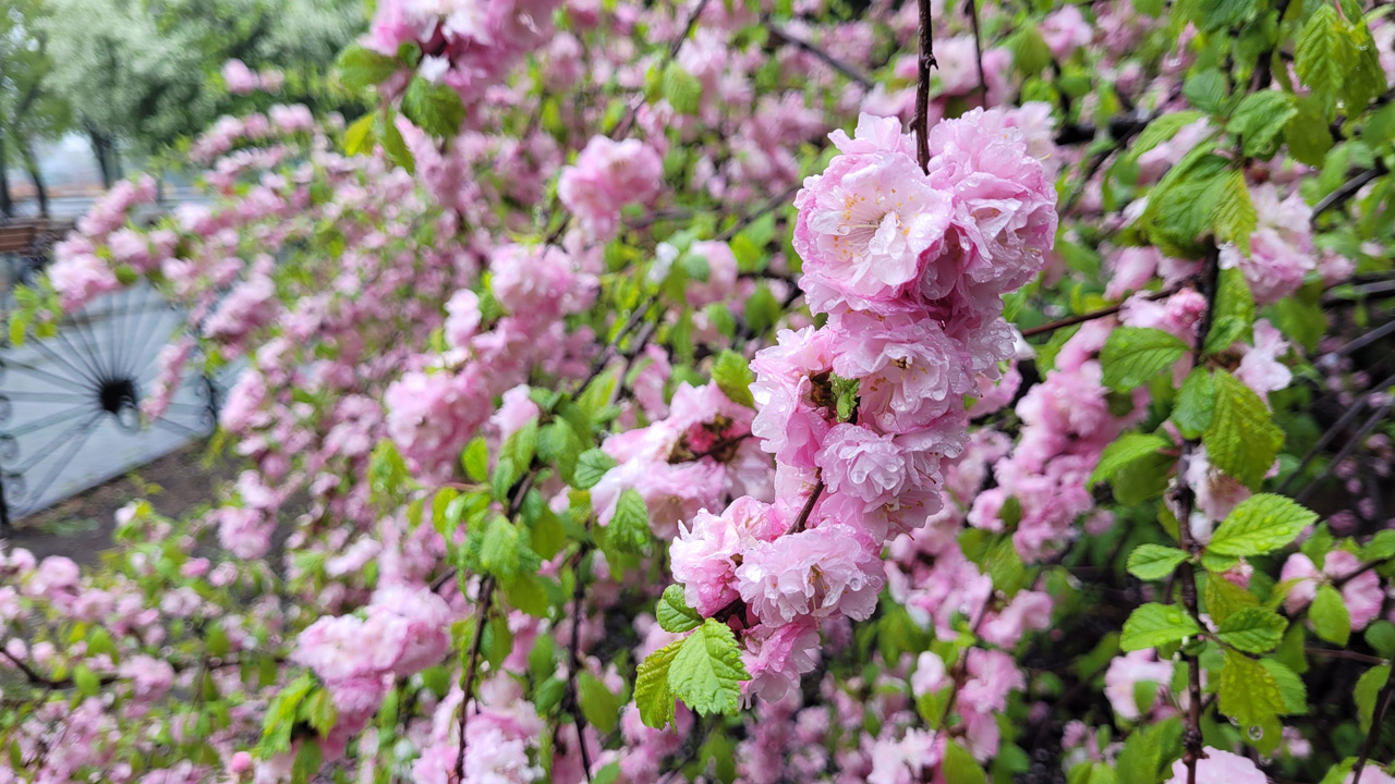 Цветет всего несколько дней: сакура распустилась в Челябинске Цветет всего несколько дней: сакура распустилась в Челябинске