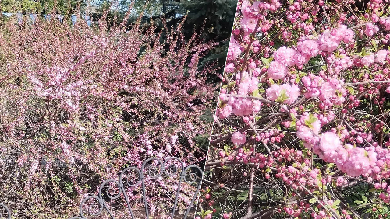 Цветет всего несколько дней: сакура распустилась в Челябинске Цветет всего несколько дней: сакура распустилась в Челябинске