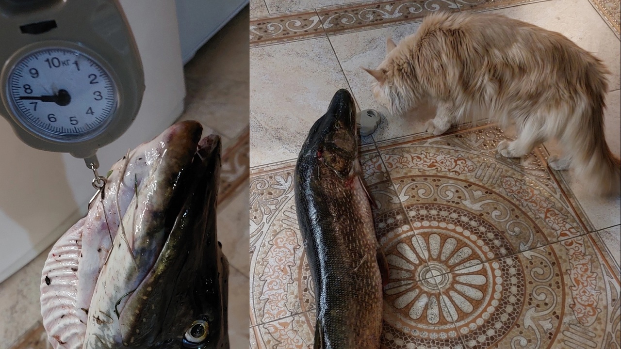 Щуку рекордных размеров поймали в Челябинской области Щуку рекордных размеров поймали в Челябинской области