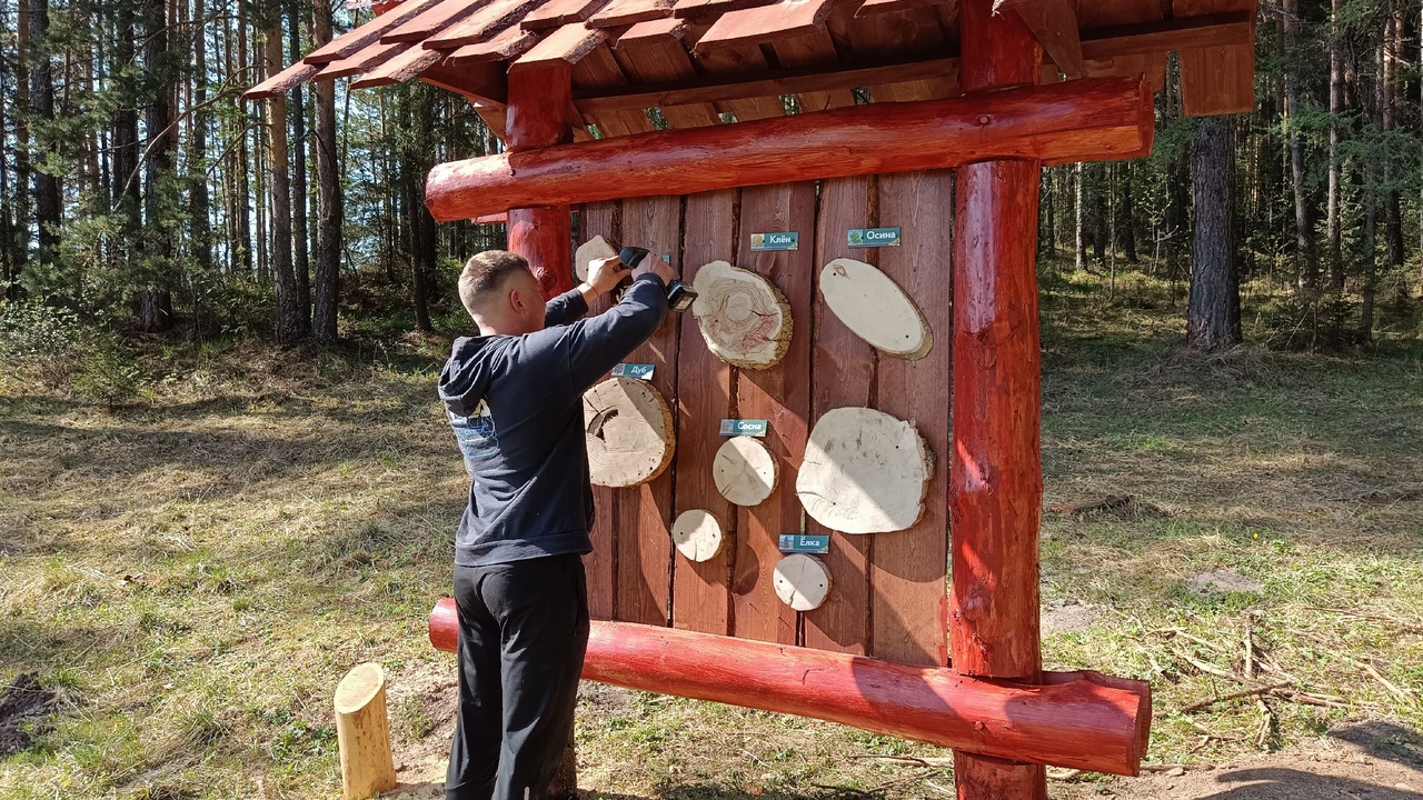 Поляна с гигантскими грибами появилась в Челябинской области  