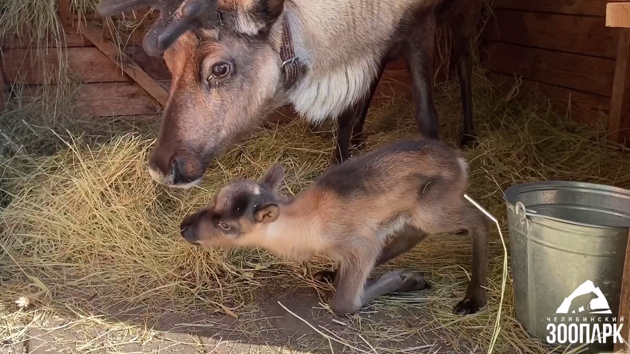 Очаровательный олененок родился в зоопарке Челябинска