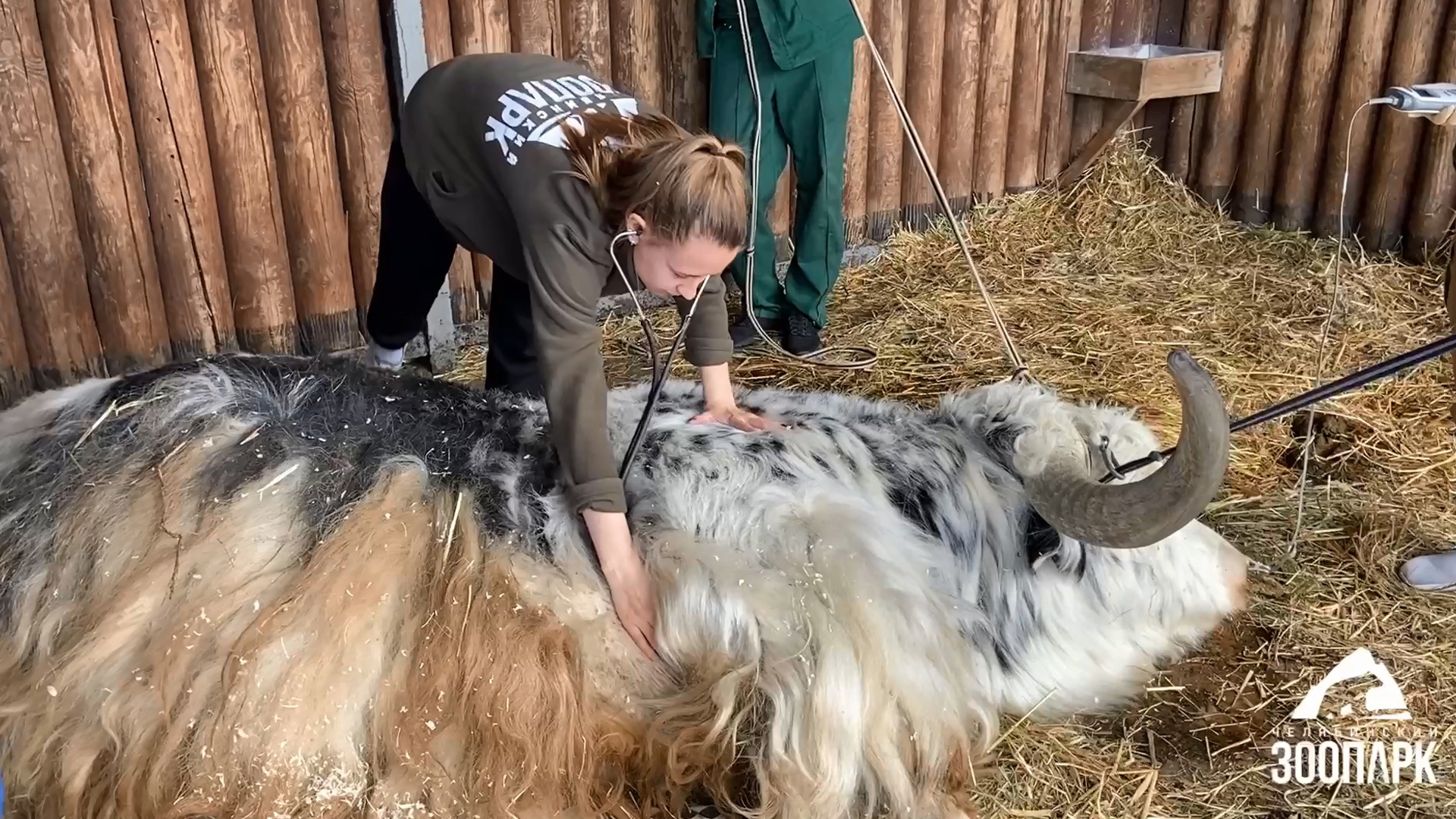 В челябинском зоопарке показали, как и кто следит за здоровьем питомцев