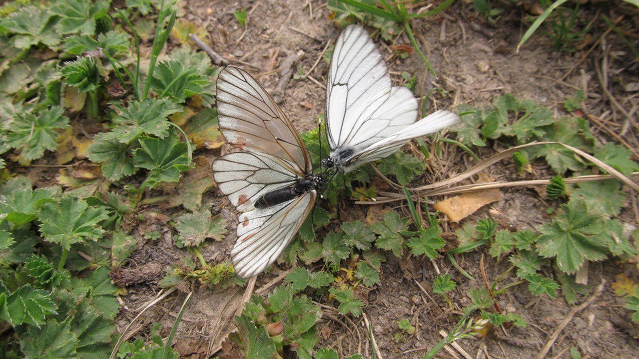 В Челябинской области наблюдается небывалое нашествие бабочек