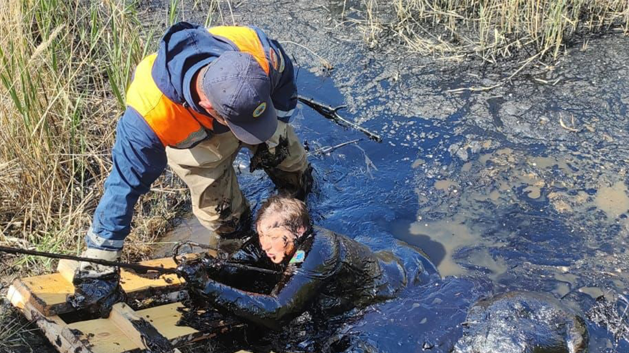 Откуда взялось болото битума, в котором увязла жительница Челябинской области, выяснит прокуратура