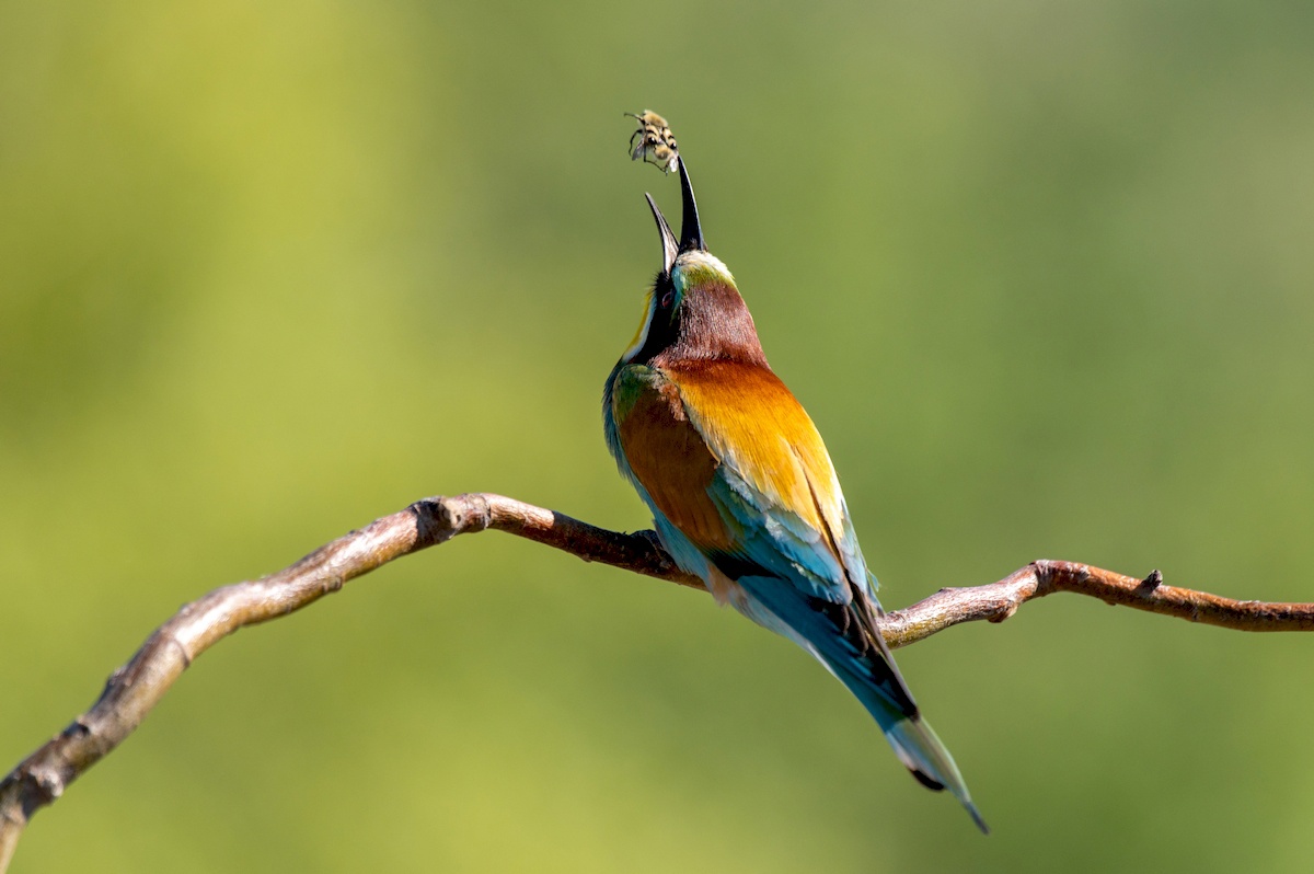 Ярких птиц из тропиков сфотографировали в Челябинской области