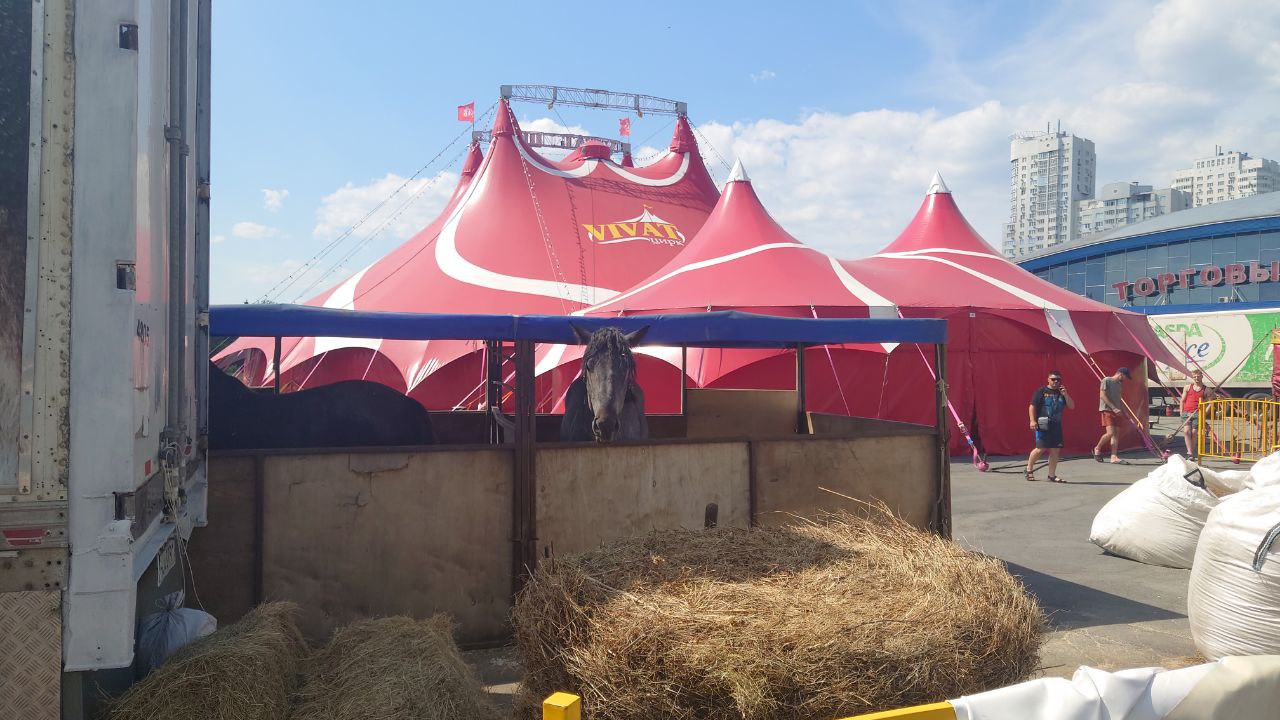 Зоозащитник Карен Даллакян провел проверку передвижного цирка в Челябинске