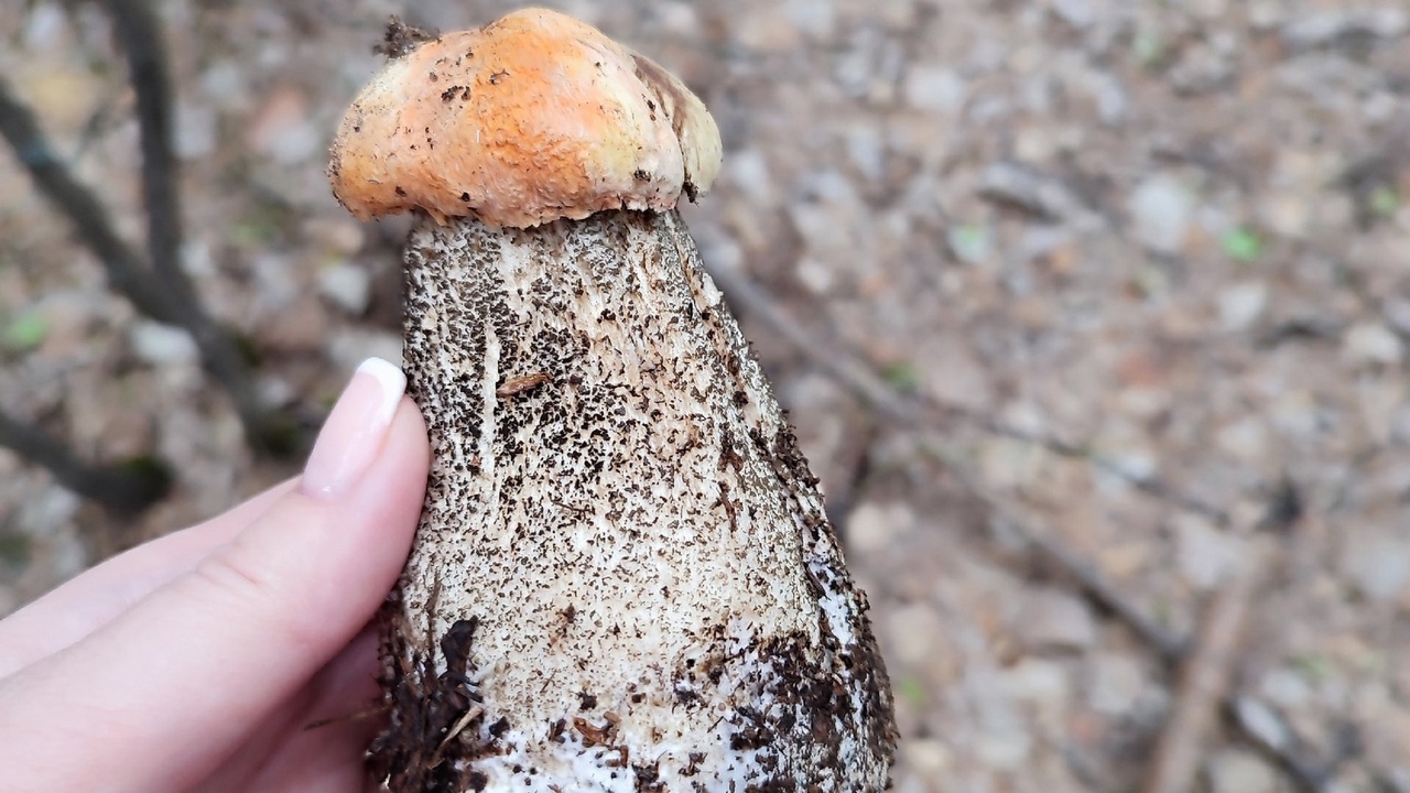 Жители Челябинской области спешат в лес за грибами: где открыли сезон тихой охоты