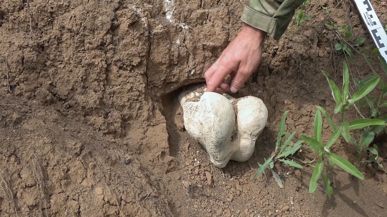 Ученые раскопали в Челябинской области кости шерстистого носорога  