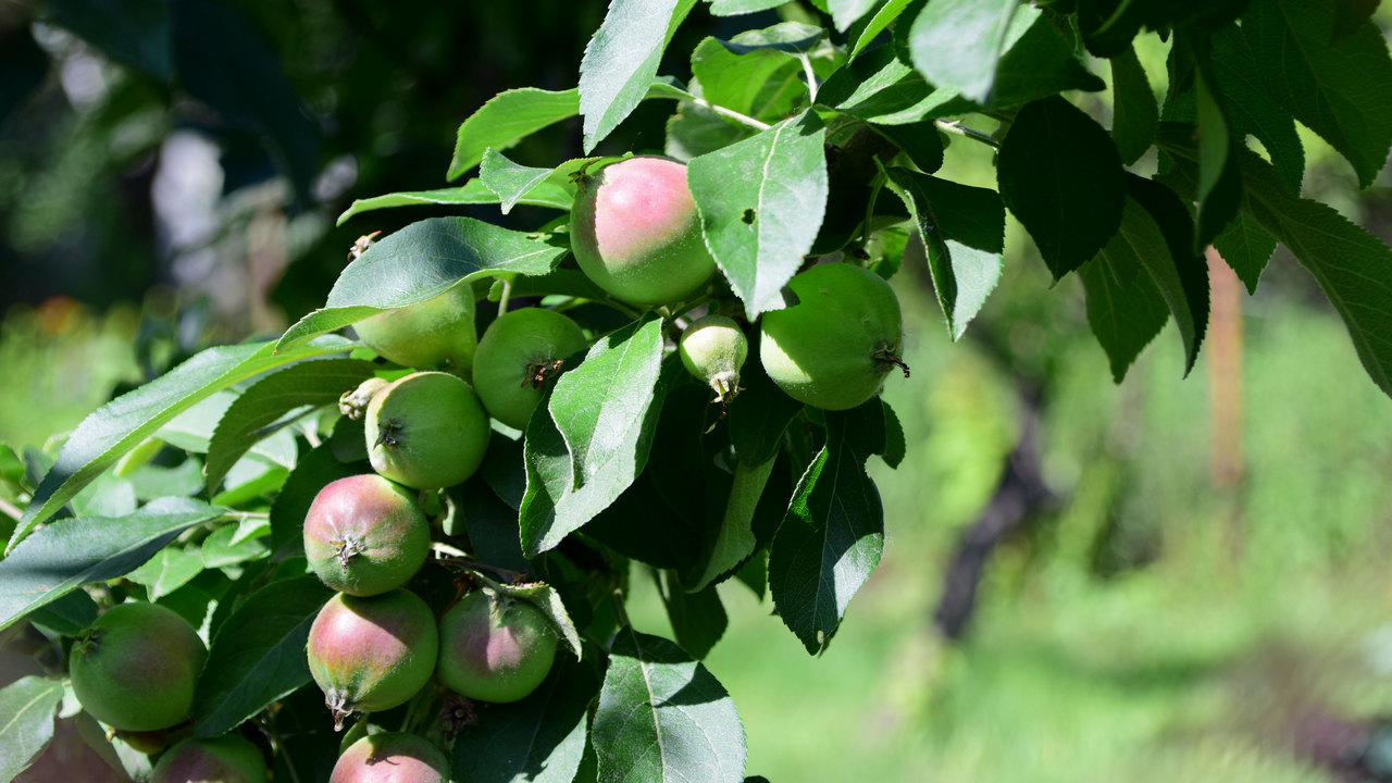 Груши и яблони из Челябинской области будут выращивать в Заполярье