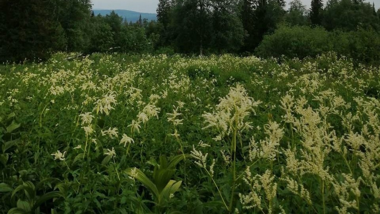 Цветущие поля кислицы нашли в горах Челябинской области